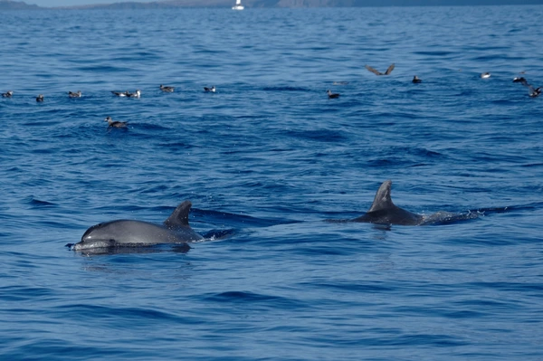 dolphins-atlantic-ocean-near-los-gigantes-600nw-2226381189