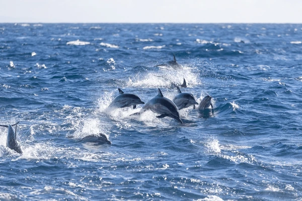 pod-dolphins-including-calf-swimming-off-600nw-2391199749