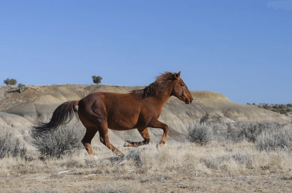 wild-horse-running-600nw-90934163